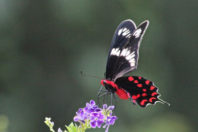 Butterflies in the pool garden