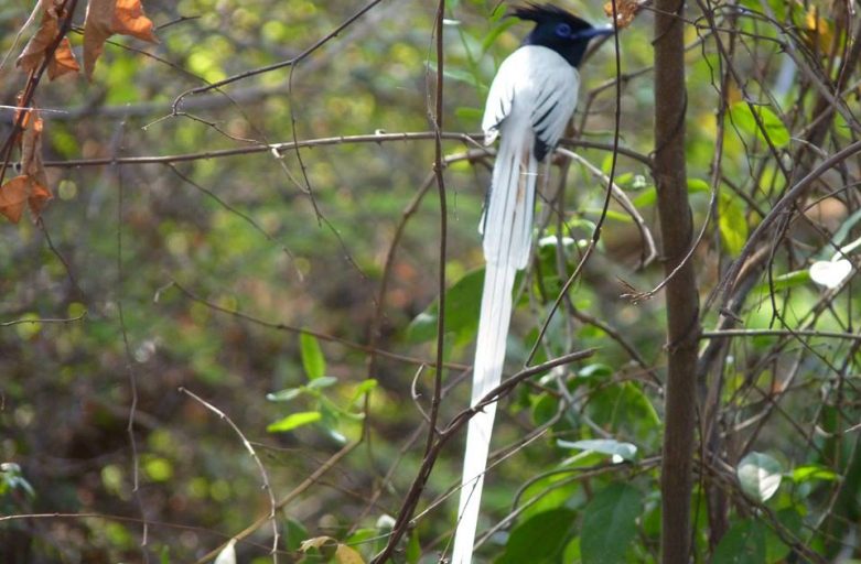 Paradise Flycatcher