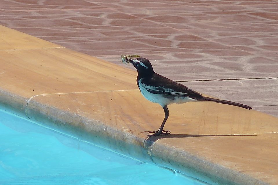 Wagtail at the Pool